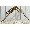 Spiderwood 151