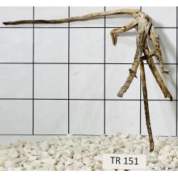 Spiderwood 151