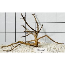 Spiderwood 152