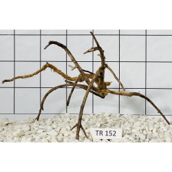 Spiderwood 152