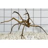 Spiderwood 152