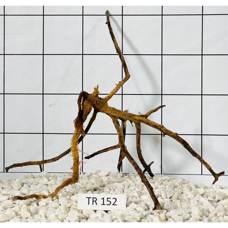 Spiderwood 152