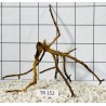 Spiderwood 152