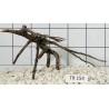 Spiderwood 154