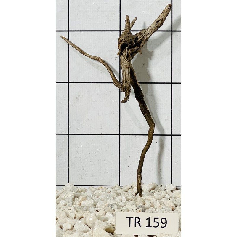 Spiderwood 159