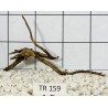 Spiderwood 159