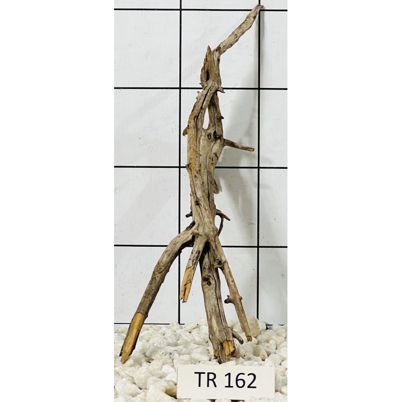 Spiderwood 162