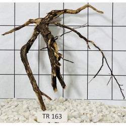 Spiderwood 163