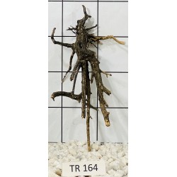 Spiderwood 164