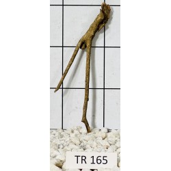 Spiderwood 165