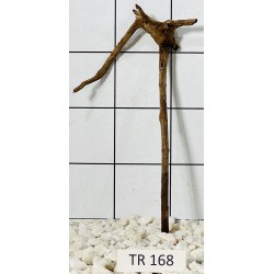 Spiderwood 168