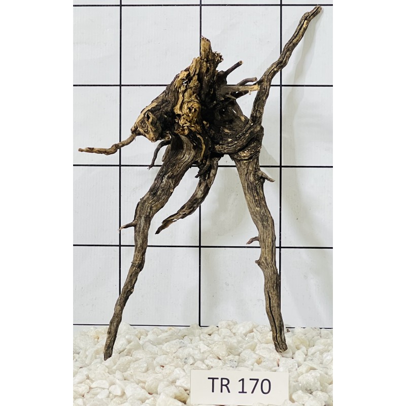 Spiderwood 170