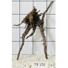 Spiderwood 170
