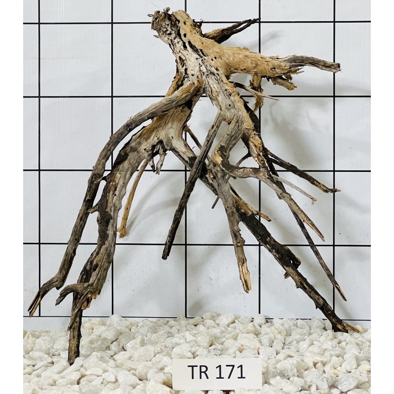 Spiderwood 171