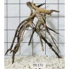 Spiderwood 171