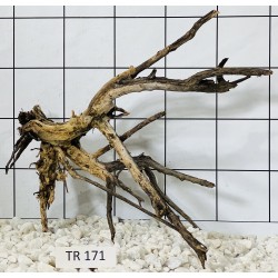 Spiderwood 171