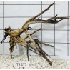 Spiderwood 171
