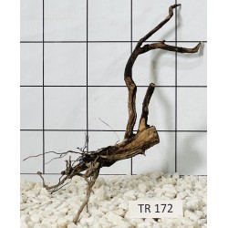 Spiderwood 172