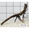 Spiderwood 174