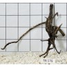 Spiderwood 176
