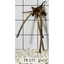 Spiderwood 177
