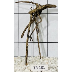 Spiderwood 181