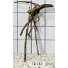 Spiderwood 181