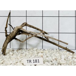 Spiderwood 181