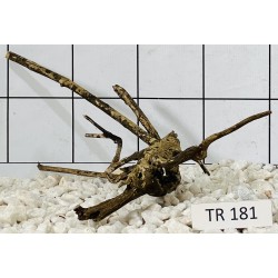Spiderwood 181