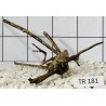 Spiderwood 181