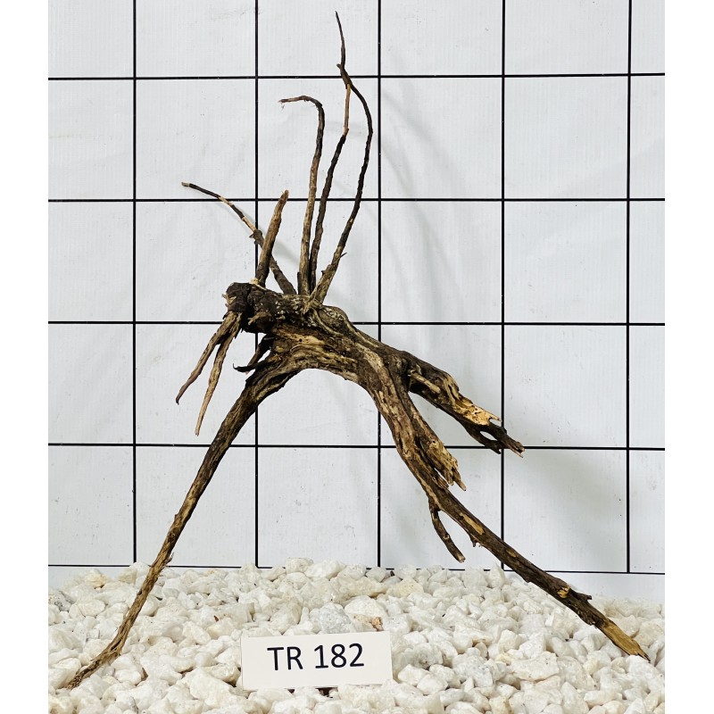 Spiderwood 182