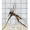 Spiderwood 182