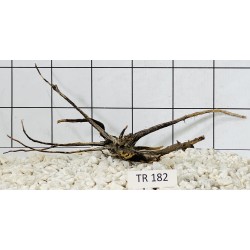 Spiderwood 182