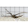 Spiderwood 182