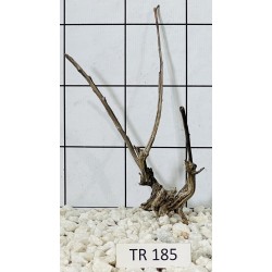 Spiderwood 185