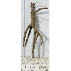 Spiderwood 187