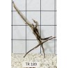 Spiderwood 189