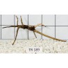 Spiderwood 189
