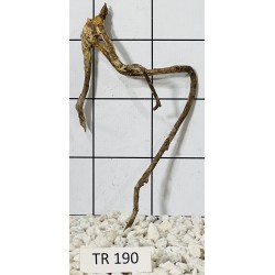 Spiderwood 190