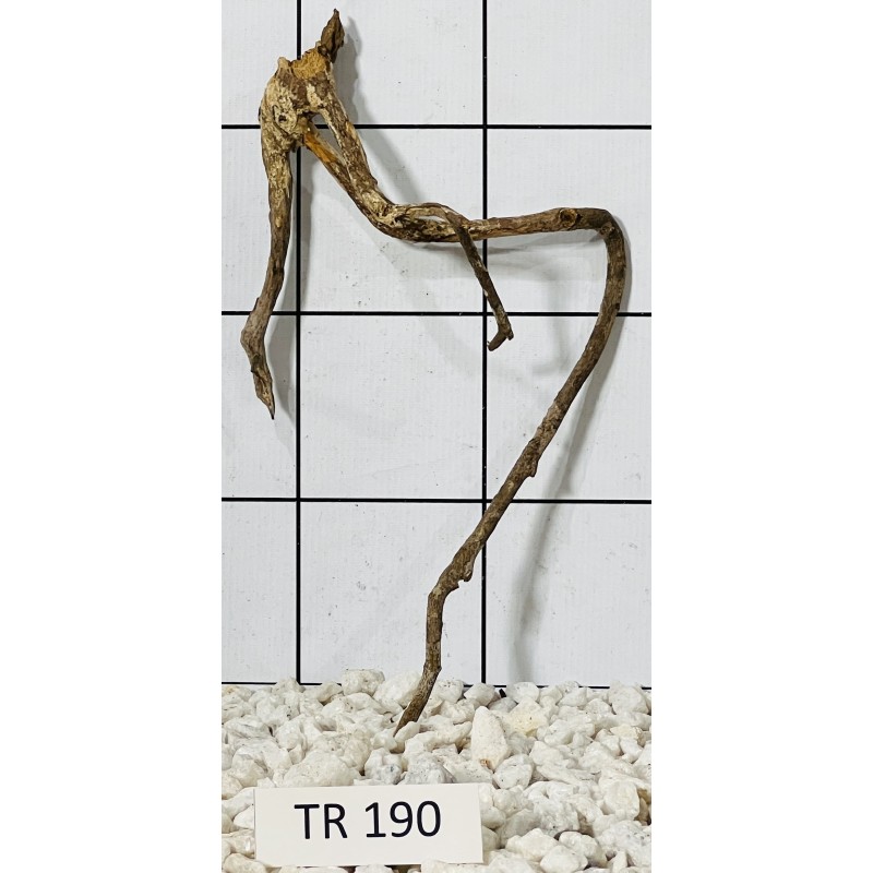 Spiderwood 190