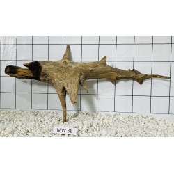 Mangrovewood 36