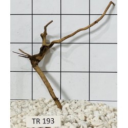 Spiderwood 193