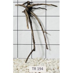 Spiderwood 194