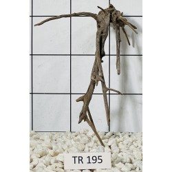Spiderwood 195