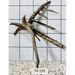 Spiderwood 199
