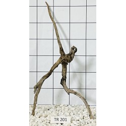 Spiderwood 201