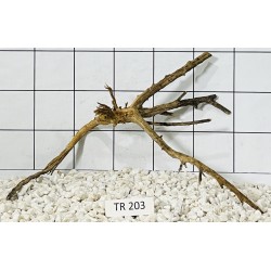 Spiderwood 203