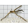 Spiderwood 203