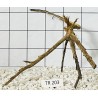 Spiderwood 203