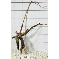 Spiderwood 204